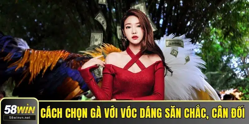 Cách chọn gà với vóc dáng săn chắc, cân đối 